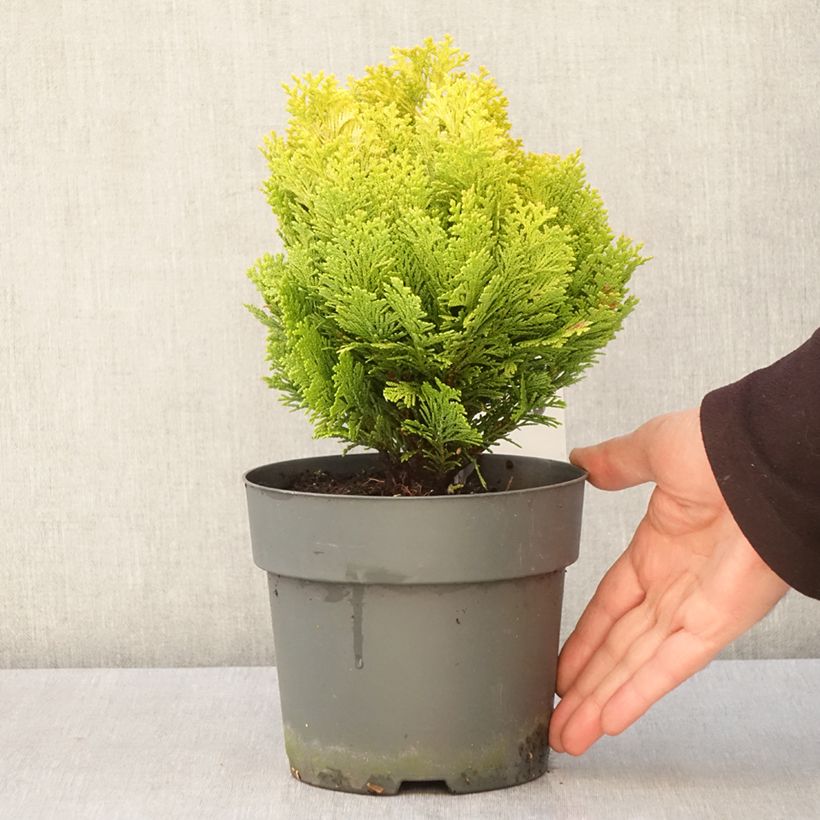 Chamaecyparis lawsoniana Minima Aurea Maceta 2L/3L Ejemplar entregado en la primavera