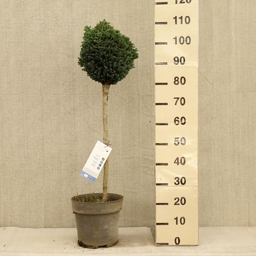 Ejemplar de Chamaecyparis lawsoniana Rimpelaar Maceta 7,5L/10L entregado en otoño