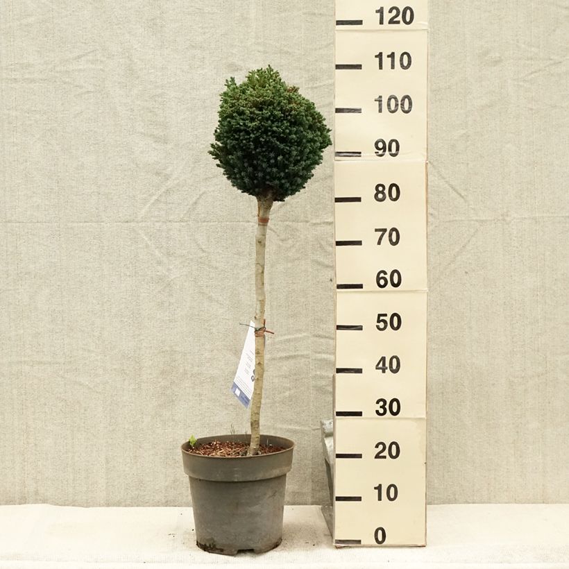Ejemplar de Chamaecyparis lawsoniana Rimpelaar Maceta 7,5L/10L, Tallo entregado en verano