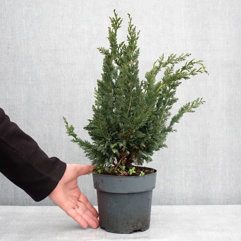 Chamaecyparis lawsoniana Wissel's Saguaro Maceta 2L/3L Ejemplar entregado en invierno