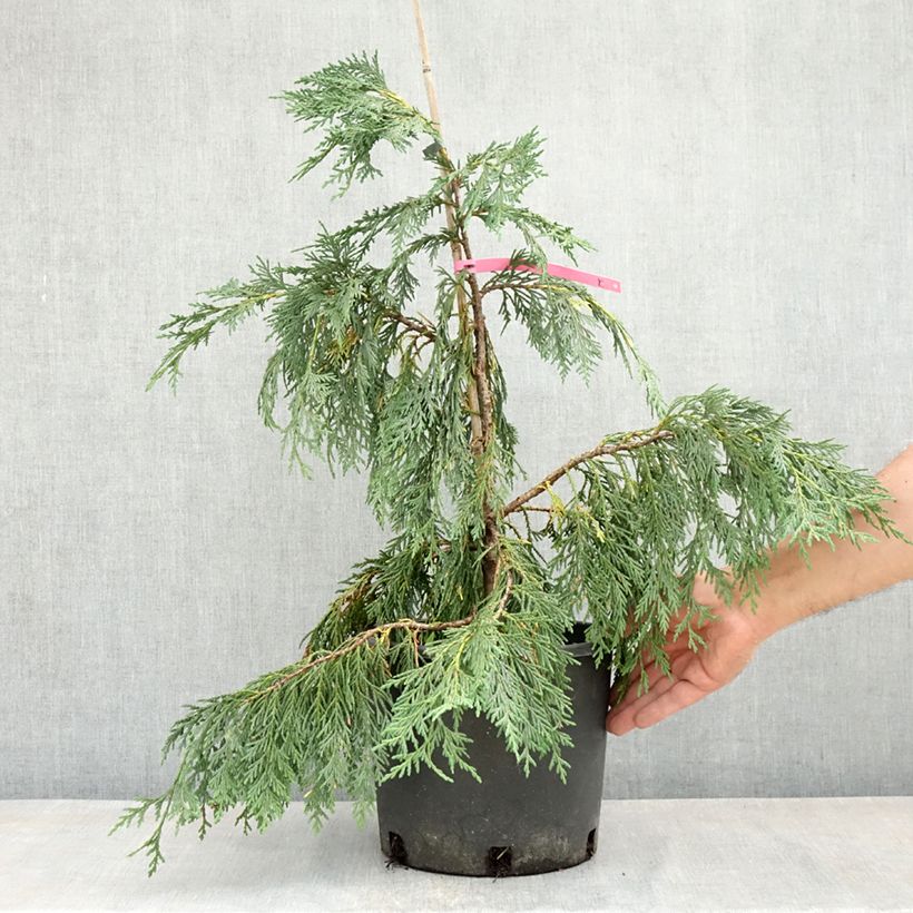 Chamaecyparis nootkatensis Pendula - Ciprés de Nootka Maceta 7,5L/10L Ejemplar entregado en la primavera