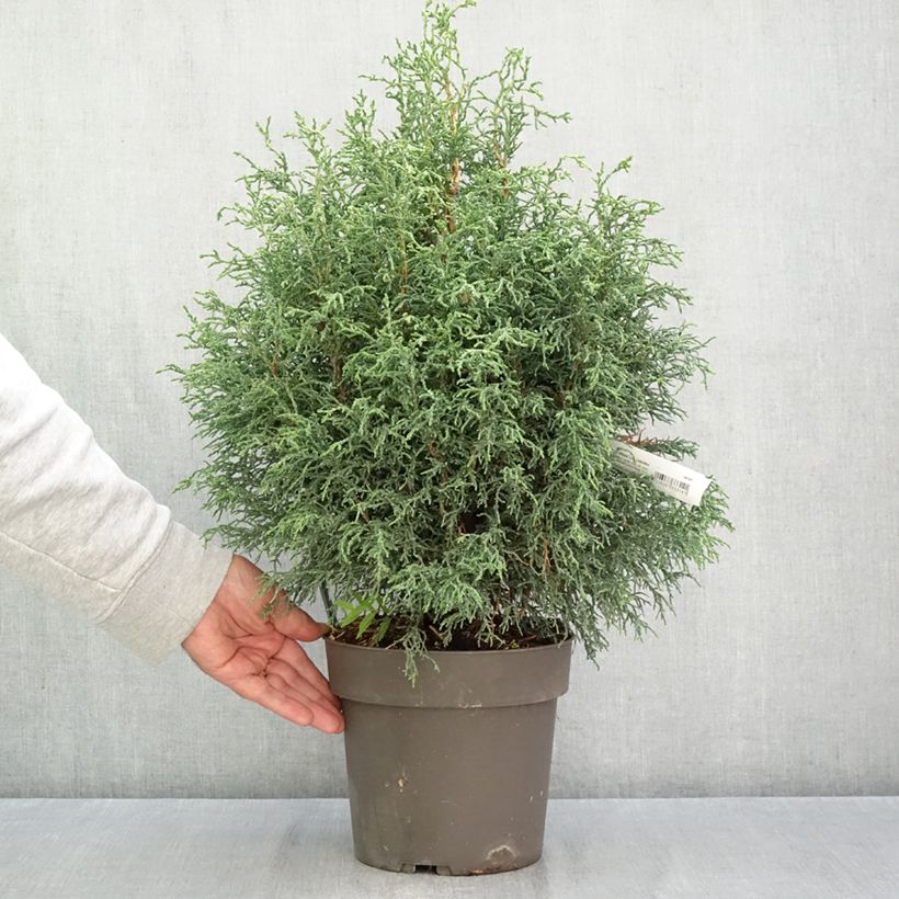 Ejemplar de Chamaecyparis obtusa Lycopodioides - Ciprés hinoki Maceta 4L/5L entregado en otoño