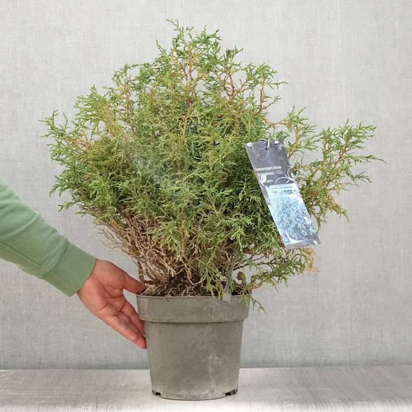 Ejemplar de Chamaecyparis obtusa Lycopodioides - Ciprés hinoki Maceta 4L/5L entregado en verano
