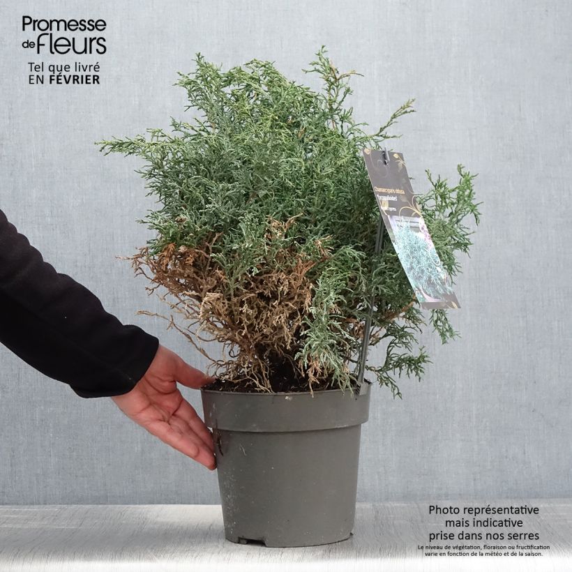 Chamaecyparis obtusa Lycopodioides - Ciprés hinoki Maceta 4L/5L Ejemplar entregado en invierno