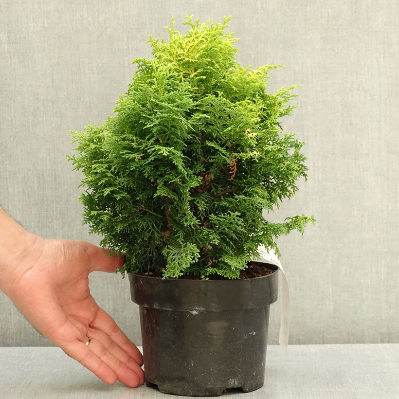 Ejemplar de Chamaecyparis obtusa Melody - Ciprés hinoki Maceta 2L/3L entregado en verano