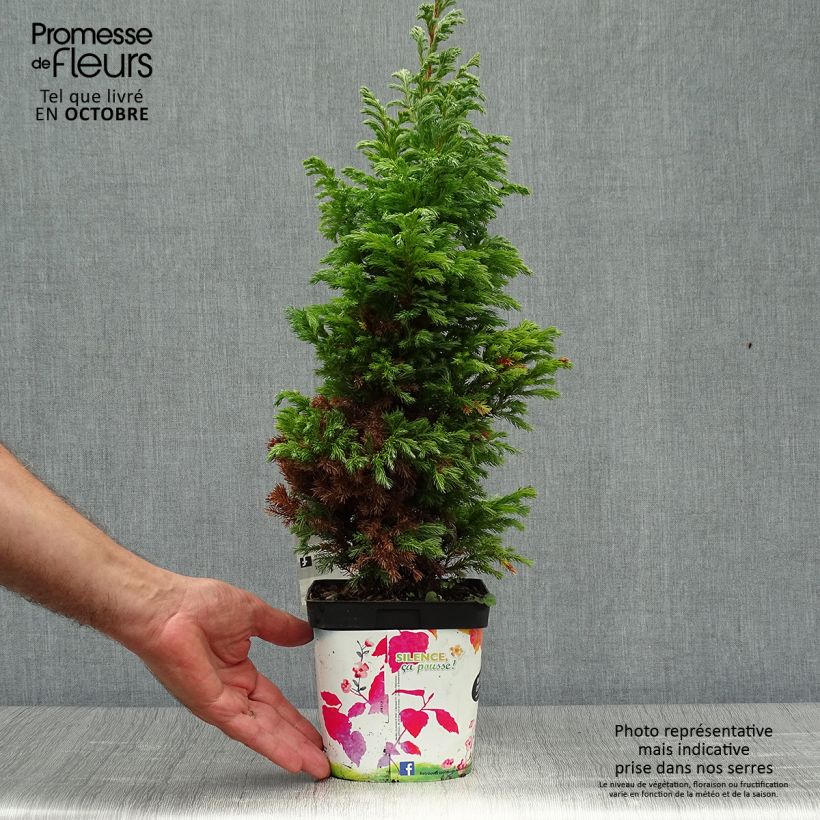 Ejemplar de Chamaecyparis pisifera Boulevard - Falso ciprés sawara Maceta 2L/3L entregado en otoño