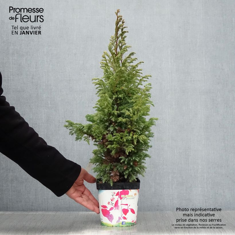 Chamaecyparis pisifera Boulevard - Falso ciprés sawara Maceta 2L/3L Ejemplar entregado en invierno