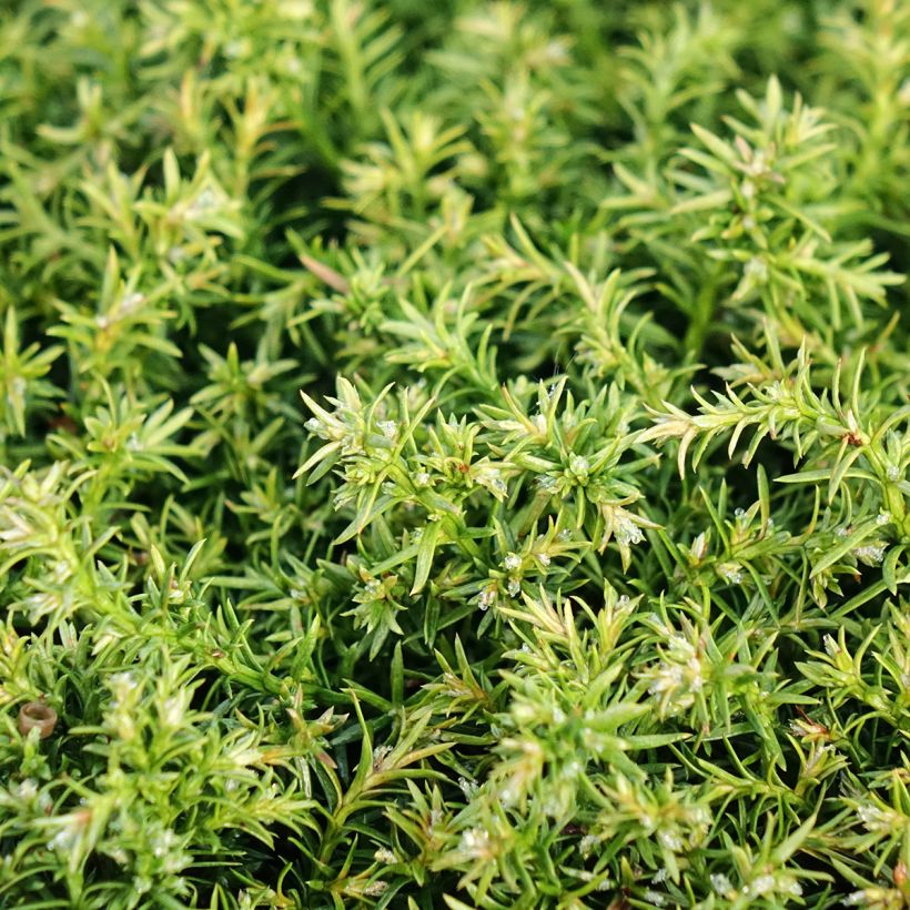 Chamaecyparis pisifera Cumulus - Falso ciprés sawara (Follaje)