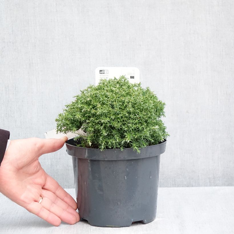 Ejemplar de Chamaecyparis pisifera Cumulus - Falso ciprés sawara Maceta 2L/3L entregado en otoño