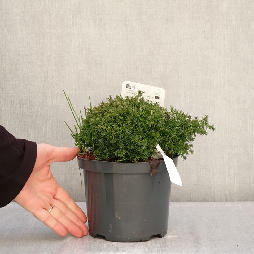 Chamaecyparis pisifera Cumulus - Falso ciprés sawara Maceta 2L/3L Ejemplar entregado en invierno