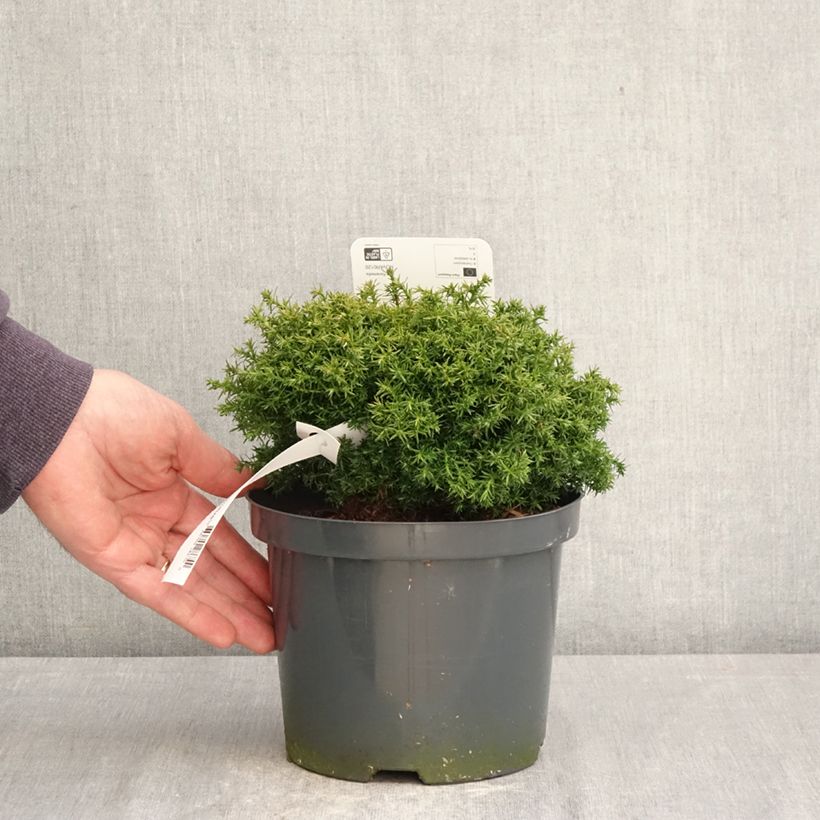 Chamaecyparis pisifera Cumulus - Falso ciprés sawara Maceta 2L/3L Ejemplar entregado en la primavera