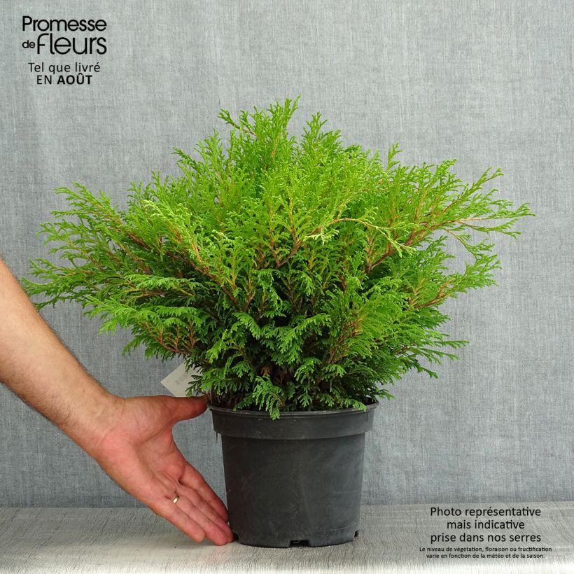 Ejemplar de Chamaecyparis pisifera Filip's Happy Day - Falso ciprés sawara Maceta 2L/3L entregado en verano