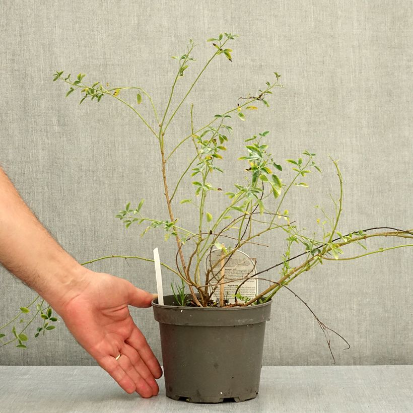 Ejemplar de Chamaecytisus purpureus Maceta 3L/4L entregado en verano