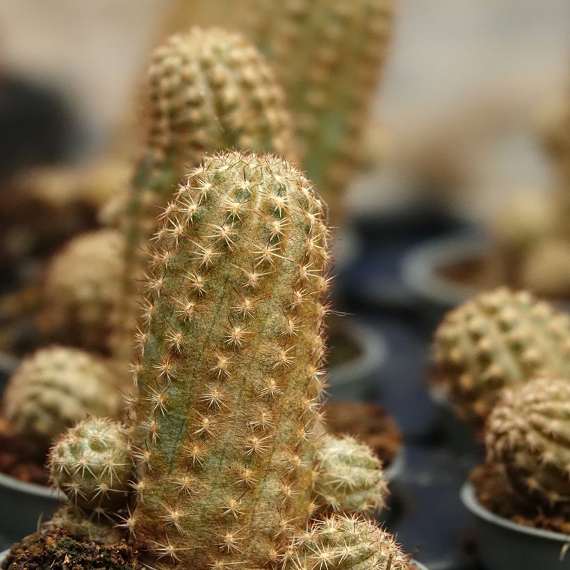 Cactus - Chamaelobivia Paolinae (Follaje)