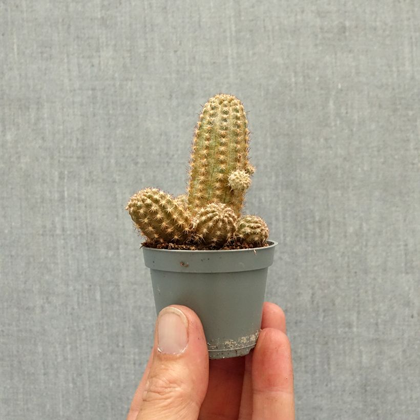 Cactus - Chamaelobivia Paolinae miniplanta Ejemplar entregado en la primavera
