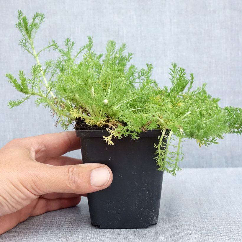 Chamaemelum nobile Flore Pleno - Manzanilla romana Maceta de 8/9 cm Ejemplar entregado en la primavera