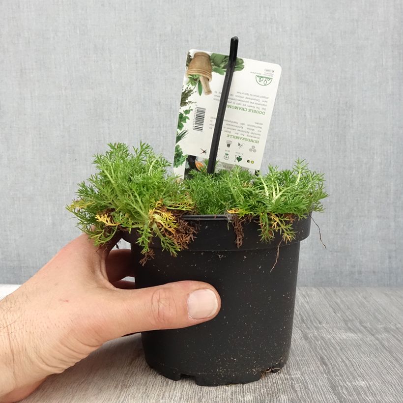 Chamaemelum nobile Flore Pleno - Manzanilla romana Maceta 1,5L/2L Ejemplar entregado en la primavera