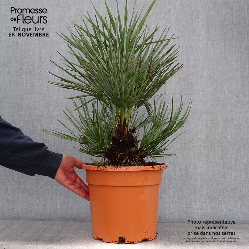 Ejemplar de Chamaerops humilis var. cerifera - Palmito Maceta 7,5L/10L entregado en otoño