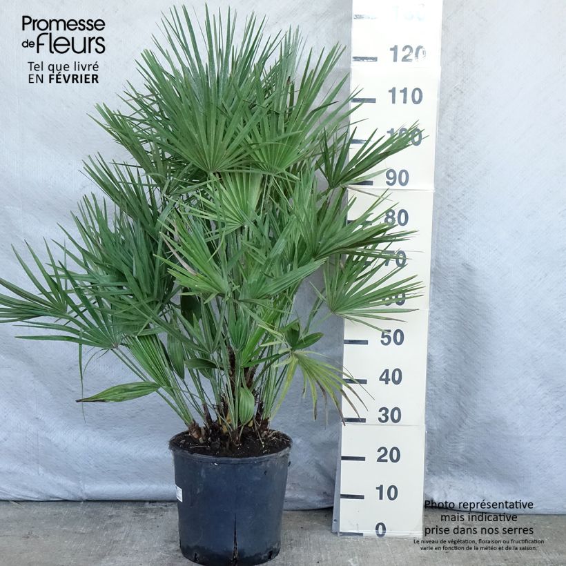 Chamaerops humilis - Palmito Maceta 12L/15L Ejemplar entregado en invierno