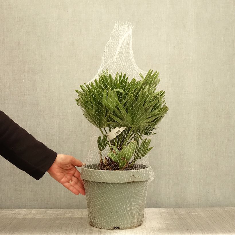 Ejemplar de Chamaerops humilis Vulcano - Palmito Maceta 4L/5L entregado en otoño