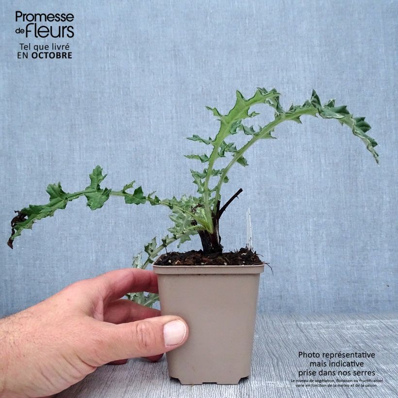 Ejemplar de Echinops sphaerocephalum Arctic Glow - Cardo cabezón Maceta de 8/9 cm entregado en otoño