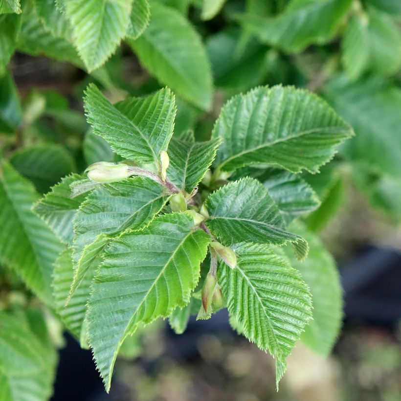 Ostrya carpinifolia Marja Findling - Carpe negro (Follaje)