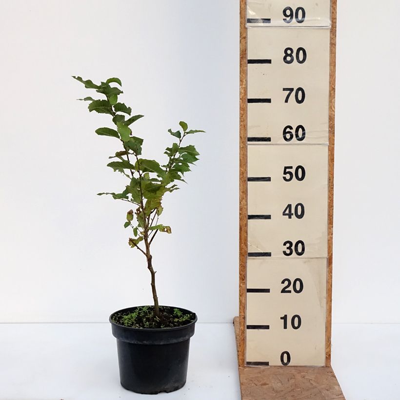 Ejemplar de Ostrya carpinifolia Marja Findling - Carpe negro Maceta 4L/5L entregado en otoño