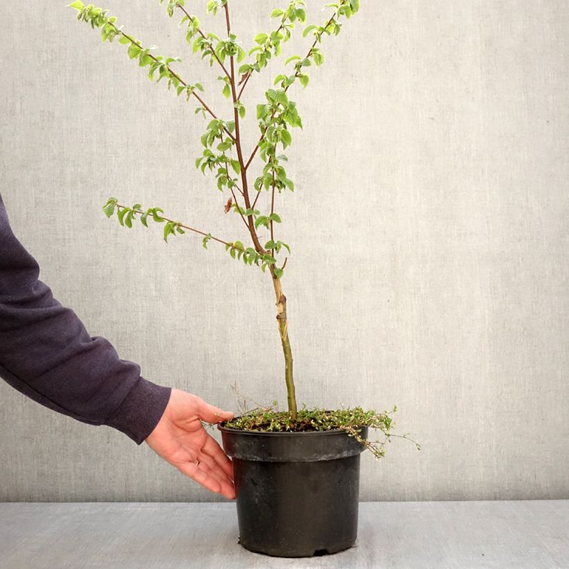 Ostrya carpinifolia Marja Findling - Carpe negro Maceta 4L/5L Ejemplar entregado en la primavera