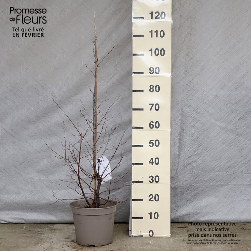 Ostrya carpinifolia - Carpe negro Maceta 7,5L/10L Ejemplar entregado en invierno