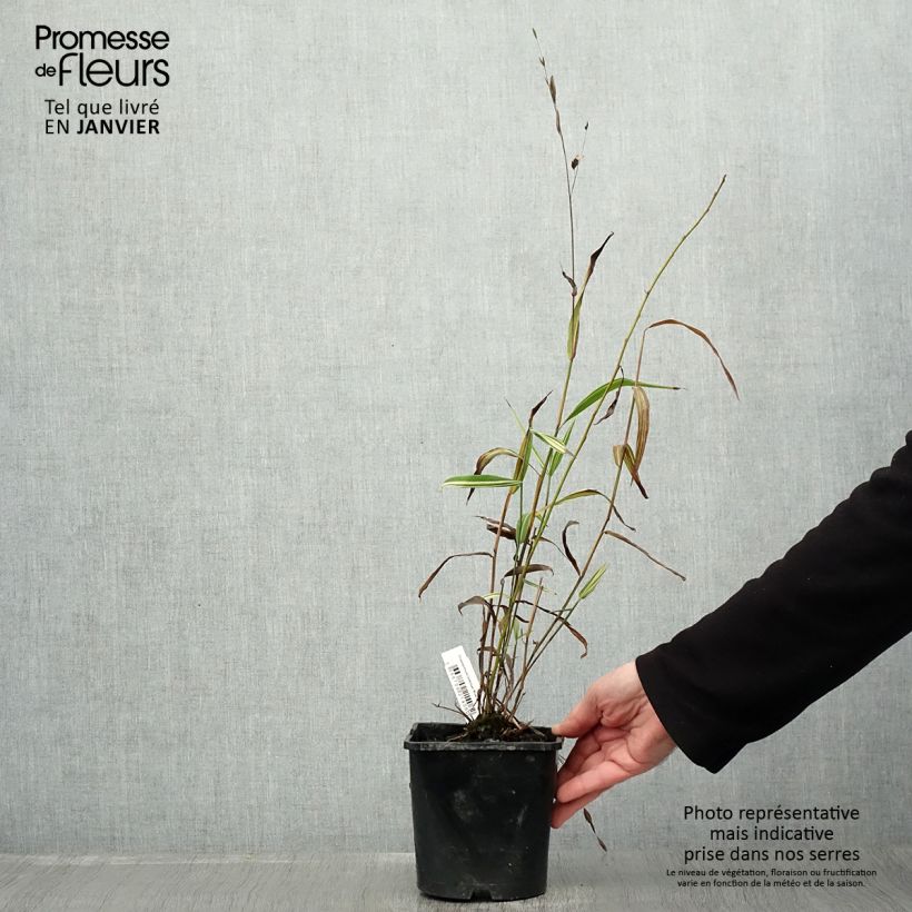 Chasmanthium latifolium River Mist Maceta 2L/3L Ejemplar entregado en invierno