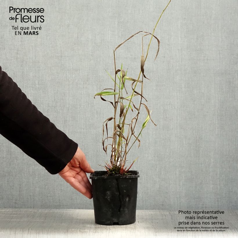 Chasmanthium latifolium River Mist Maceta 2L/3L Ejemplar entregado en la primavera