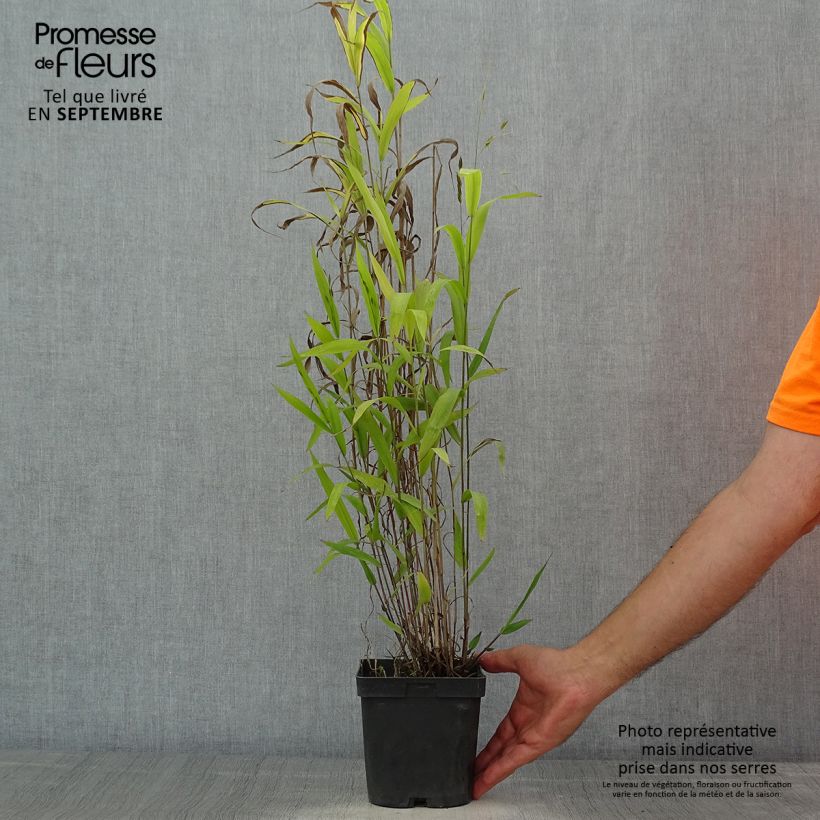 Ejemplar de Chasmanthium latifolium - Avena de río Maceta 2L/3L entregado en verano