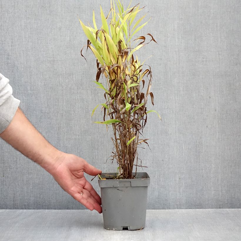 Ejemplar de Chasmanthium latifolium - Avena de río Maceta 2L/3L entregado en otoño