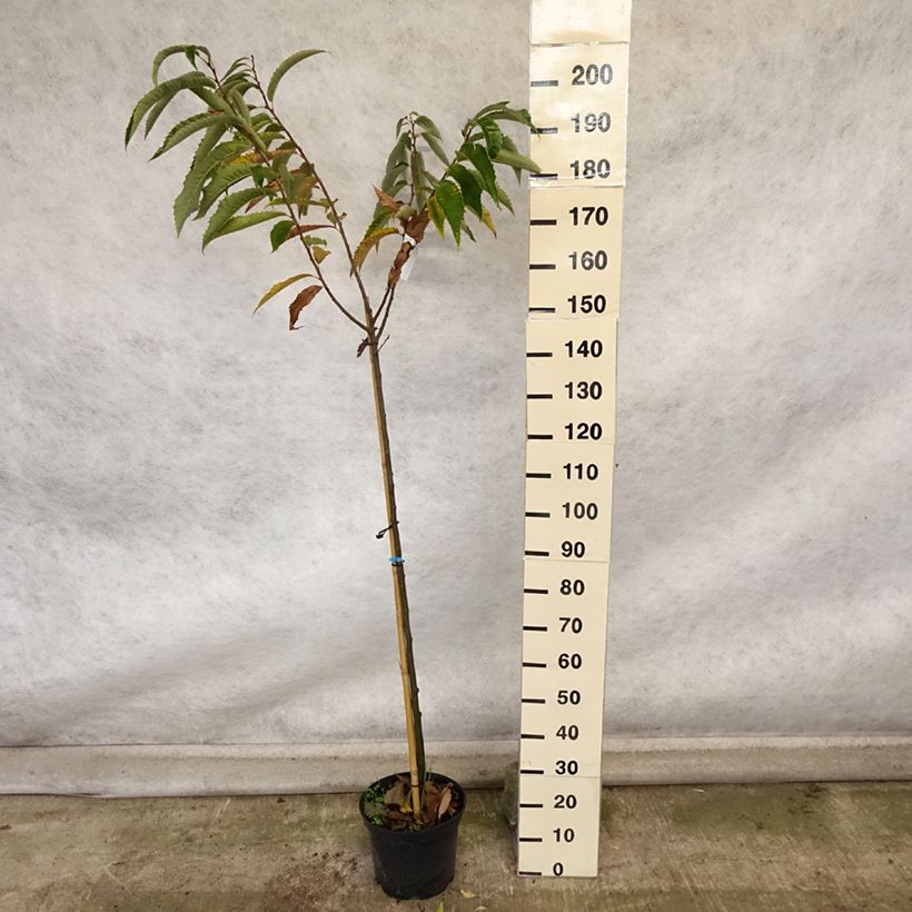 Ejemplar de Castaño Maraval Maceta 12L/15L entregado en otoño