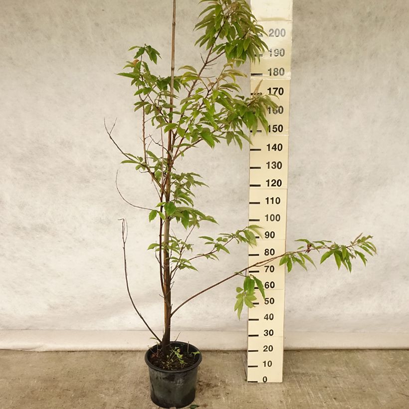 Ejemplar de Castaño Marigoule Maceta 7,5L/10L, Arból joven entregado en verano