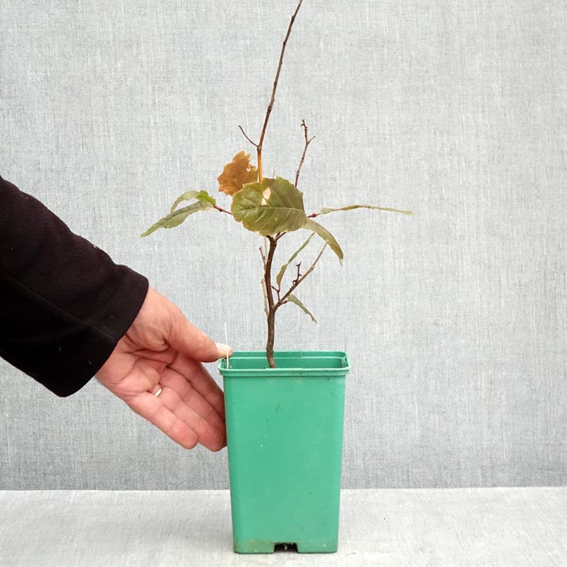 Ejemplar de Castaño Marsol Maceta de 10 cm/11 cm entregado en otoño