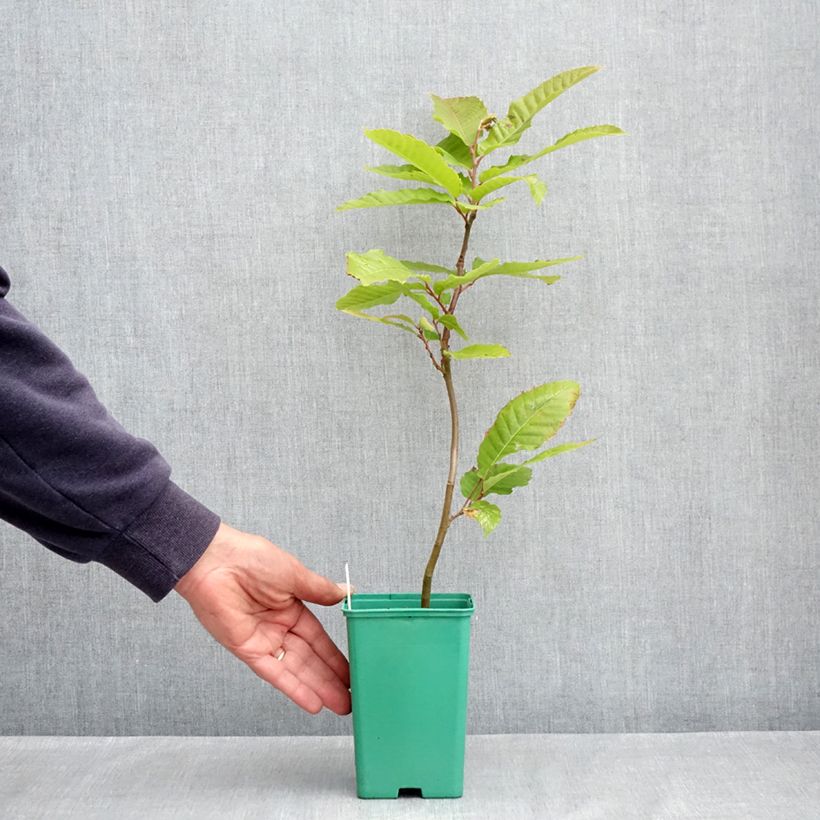 Castaño Marsol Maceta de 10 cm/11 cm Ejemplar entregado en la primavera