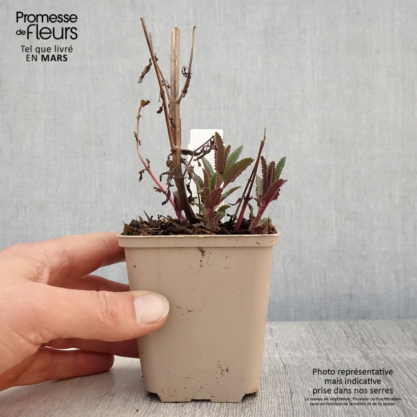 Nepeta nuda Anne's Choice Maceta de 8/9 cm Ejemplar entregado en la primavera