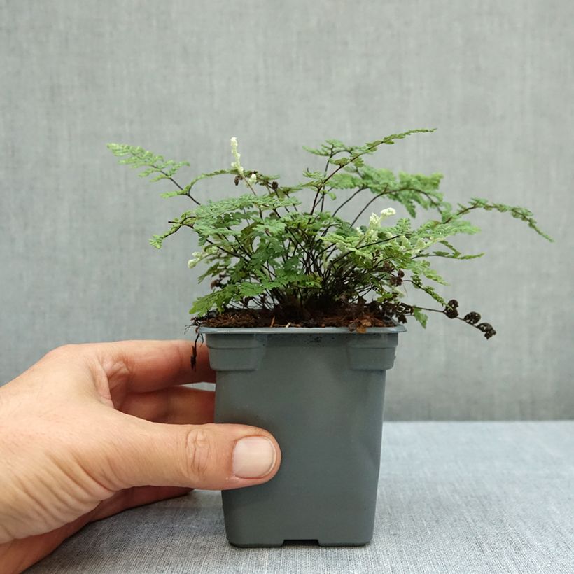 Ejemplar de Cheilanthes lanosa Cimbra Maceta de 8/9 cm entregado en otoño