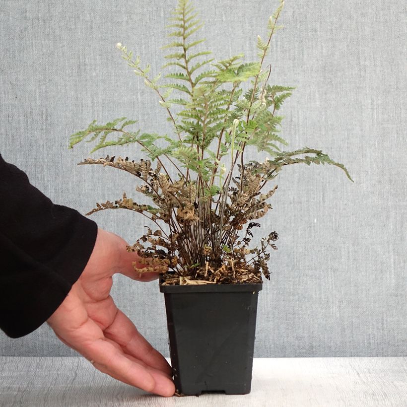 Cheilanthes lanosa Cimbra Maceta de 8/9 cm Ejemplar entregado en la primavera