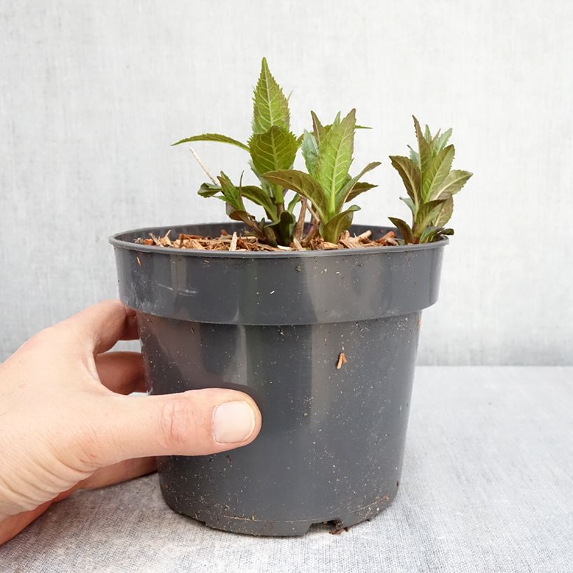 Chelone obliqua - Cabeza de tortuga Maceta 2L/3L Ejemplar entregado en la primavera