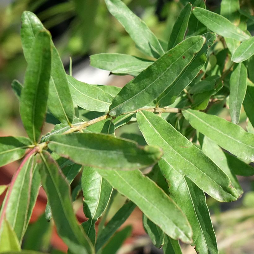 Quercus phellos (Follaje)