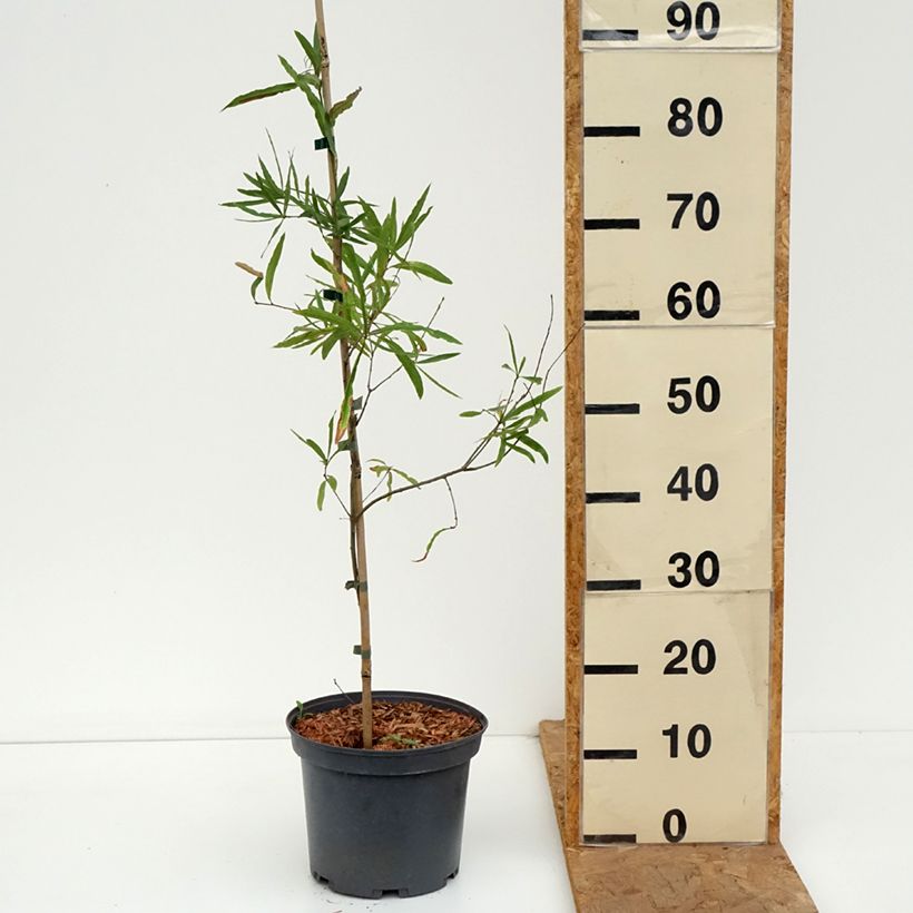 Ejemplar de Quercus phellos Maceta 4L/5L entregado en otoño