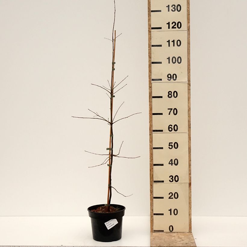 Quercus phellos Maceta 4L/5L Ejemplar entregado en invierno