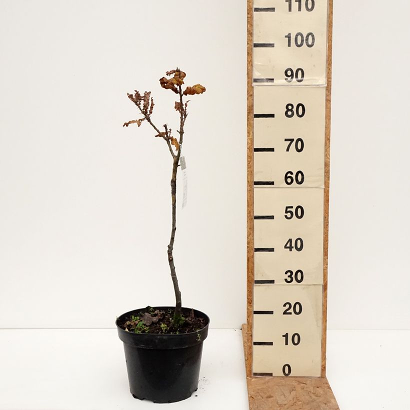 Ejemplar de Quercus cerris Curly Head - Roble de Turquía Maceta 7,5L/10L entregado en otoño