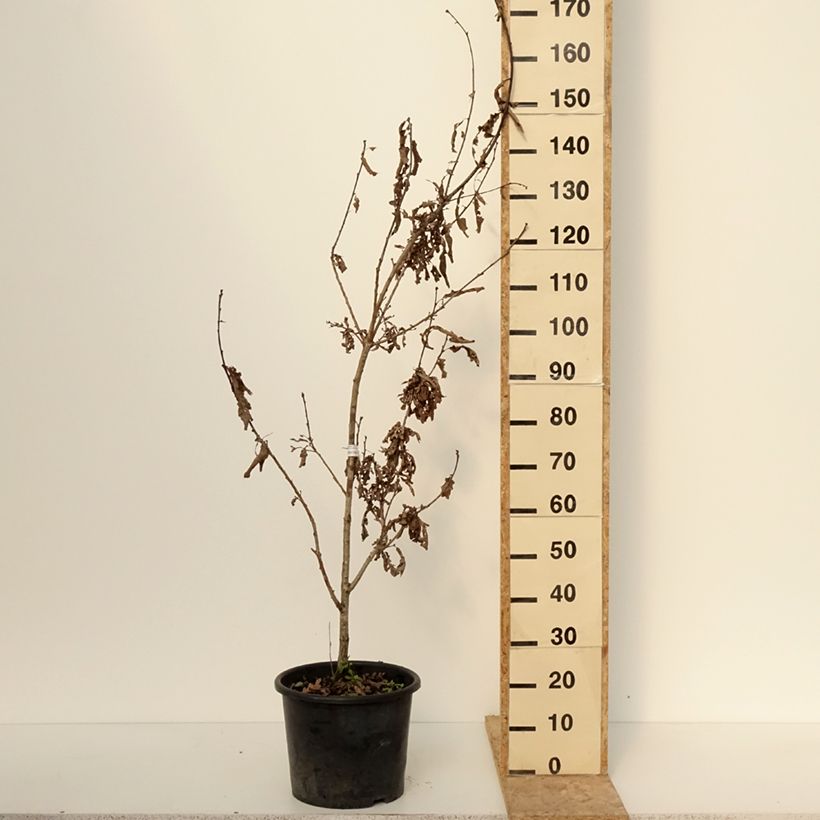 Quercus bimundorum Crimson Spire Maceta 7,5L/10L Ejemplar entregado en invierno