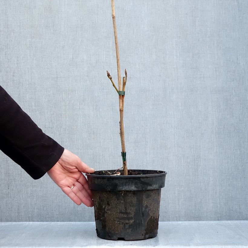 Ejemplar de Quercus pontica - Roble Maceta 4L/5L entregado en otoño