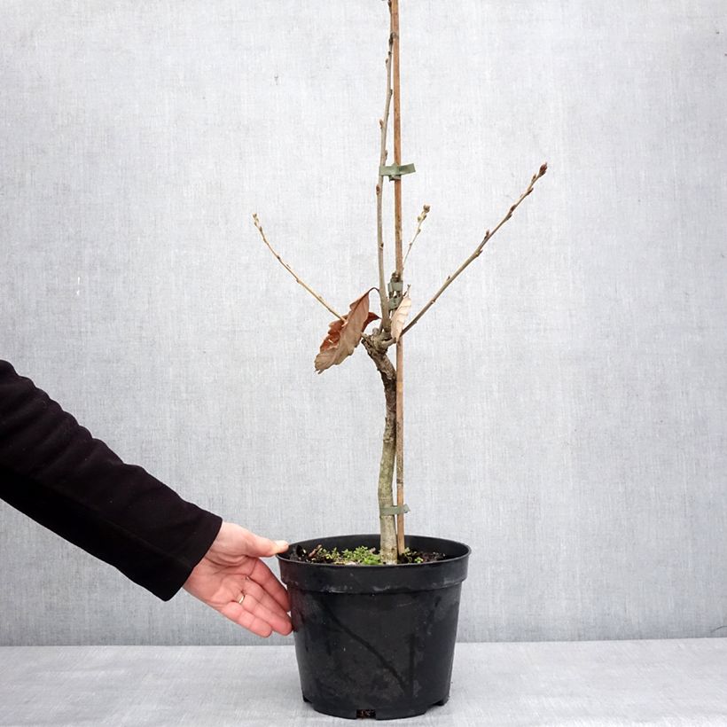 Quercus aliena Maceta 4L/5L Ejemplar entregado en invierno