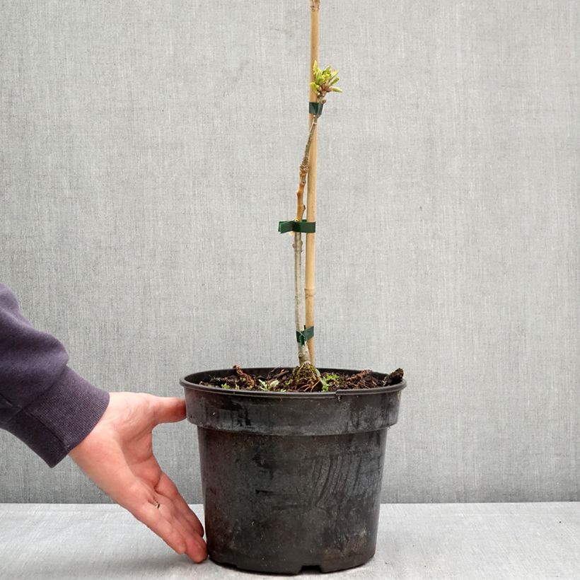 Quercus aliena Maceta 4L/5L Ejemplar entregado en la primavera