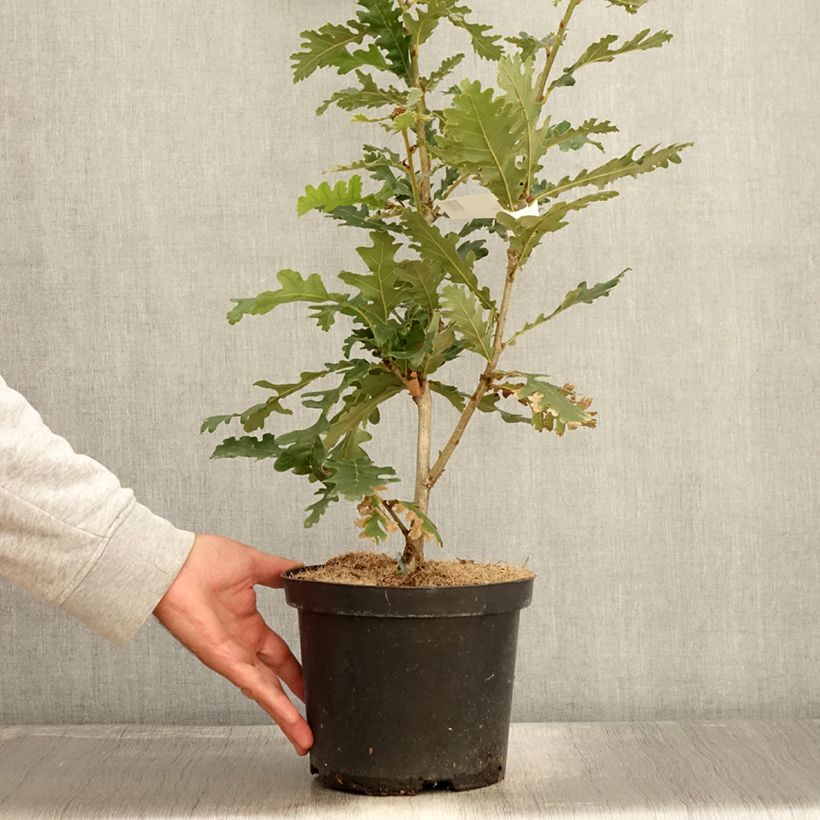 Ejemplar de Roble de Hungría - Quercus frainetto Maceta 4L/5L entregado en otoño